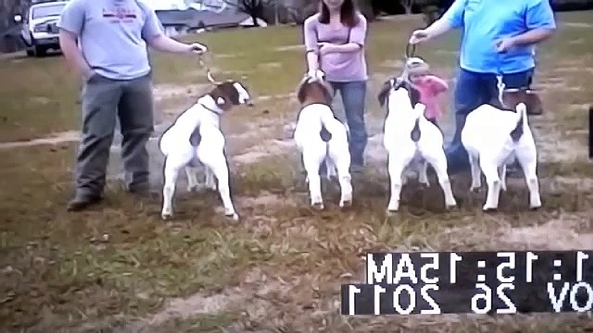 ⁣Livestock Judging - Market Goats