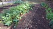 How to Intercrop in a Vegetable Garden : Berry Gardening, Fertilizers & Vegetables