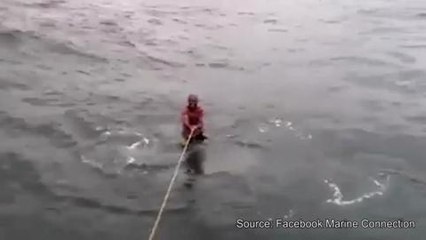 Ils "surfent" à dos de requin et énervent les défenseurs de l'environnement