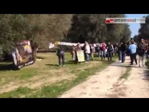 TG 24.04.15 Xylella, dopo gli ulivi ora si abbattono gli oleandri