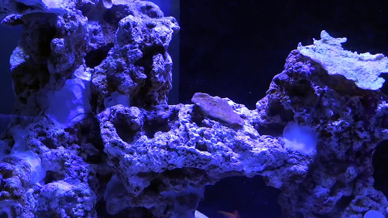 58g Reef Tank Update Day 84