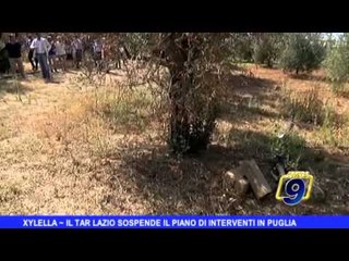 XYLELLA | Il Tar Lazio sospende il piano di interventi in Puglia