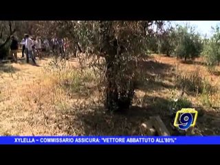 XYLELLA | Commissario assicura: "Vettore abbattuto all'80%"