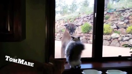 Kedi ve aslan karşı karşıya gelirse...