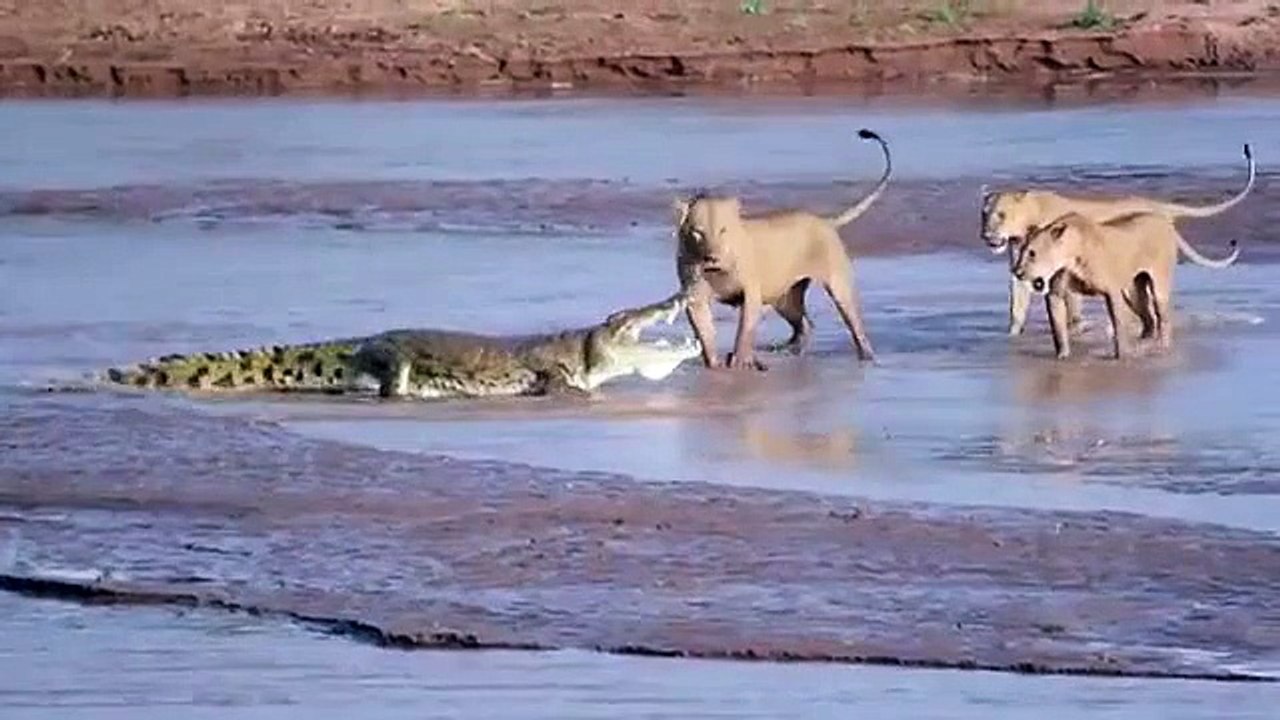 Lions vs. Crocodile Fight video Dailymotion