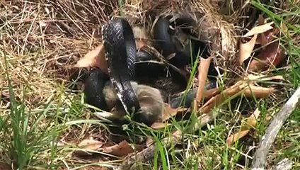 Mommy Rabbit fights with Snake to save the bunnies - Original Video