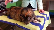 Kat met jeuk bij Dierenarts De Laak dierenkliniek in Vathorst Amersfoort