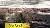Grey Fantail taking a bath at a rock pool