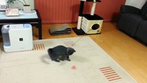 Funny British shorthair kitten ANTHONY plays with Ball. ブリティッシュショートヘアの猫. Британский кот