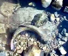 Rize Ovit Yaylasında Alabalık Avı