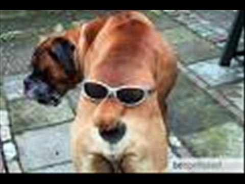 FOR ALL U ANIMAL LUVERS!!!