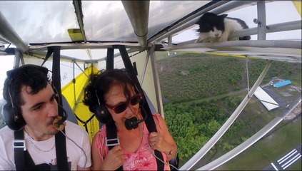 Un chat, passager clandestin de ce vol...