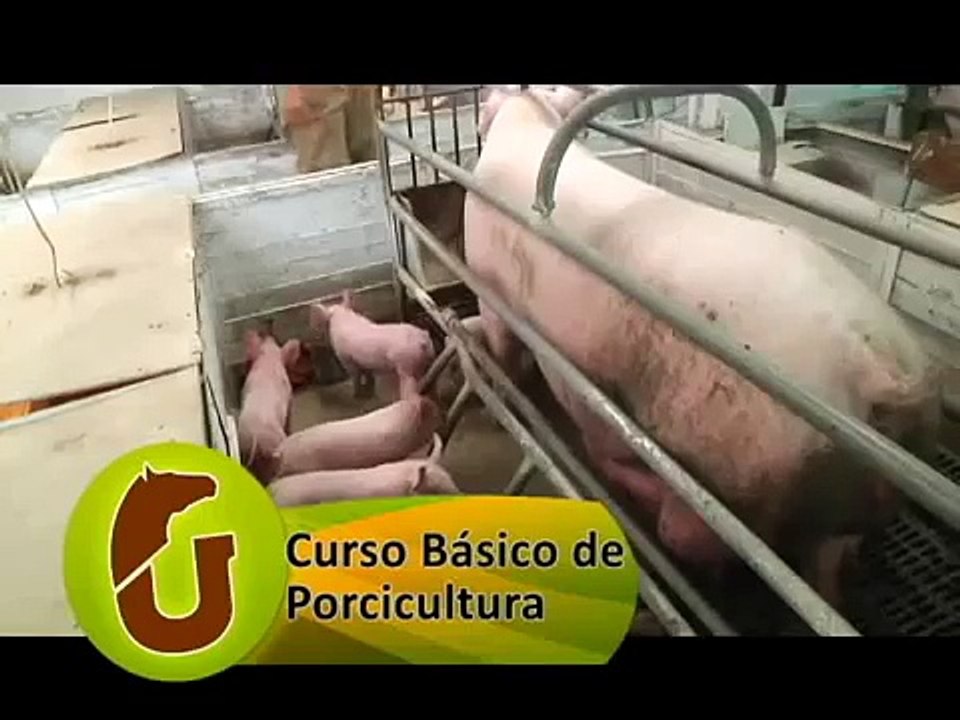 CURSO BASICO DE PORCICULTURA