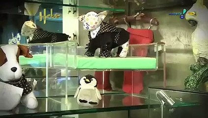 Hebe Camargo fala sobre o mercado de luxo para pets