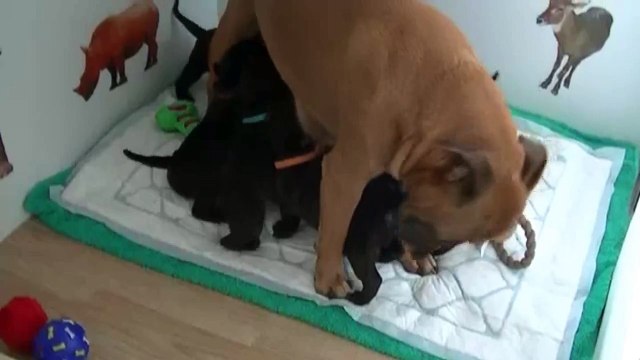 36ème vidéo La tétée des chiots Staffies de la 20ème portée de Staffordland