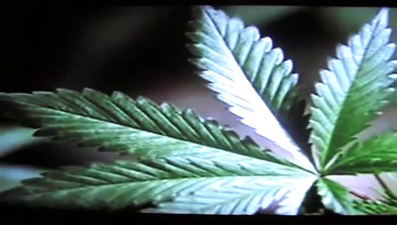 Cannabis Cures Cancer