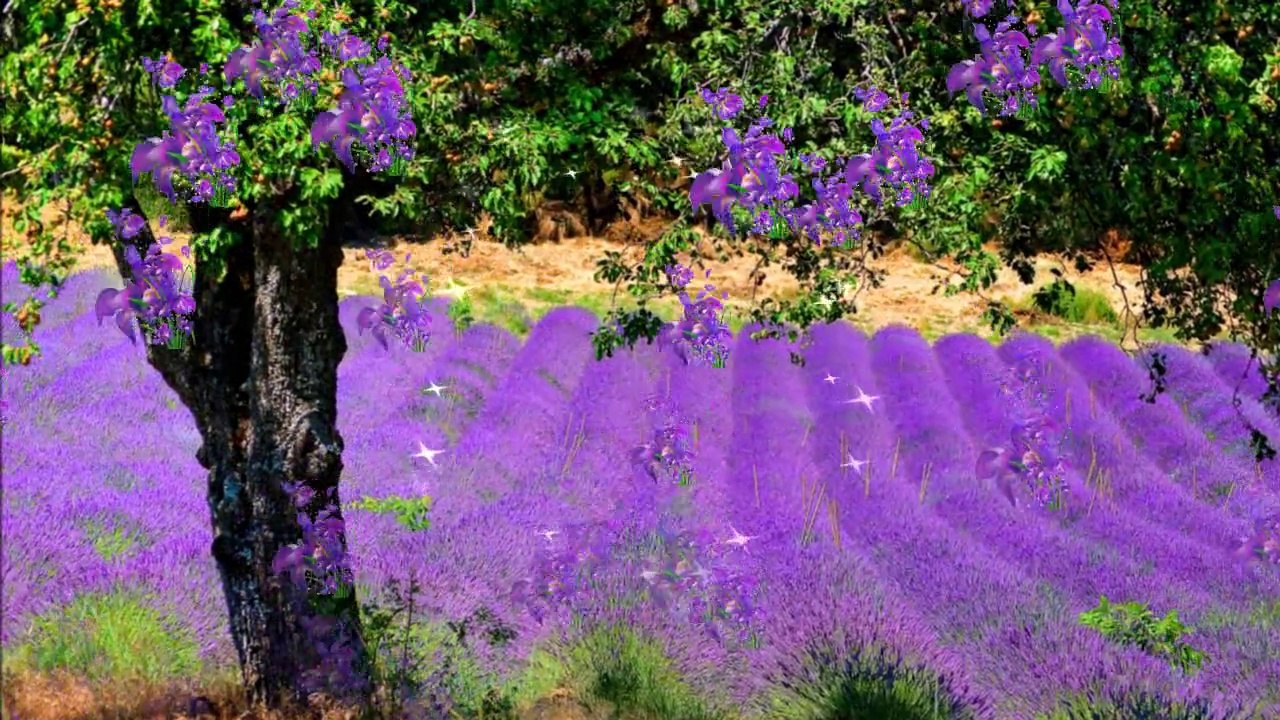La Provence