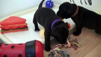 40ème vidéo Chiot n°3 Femelle de la 20ème portée de Staffordland