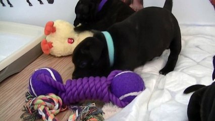 41ème vidéo Chiot n°6 Femelle de la 20ème portée de Staffordland
