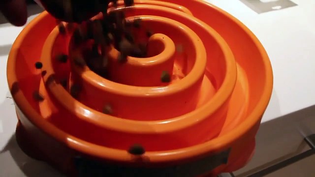 Timelapse Deux chiots courent vers leur gamelle pour manger