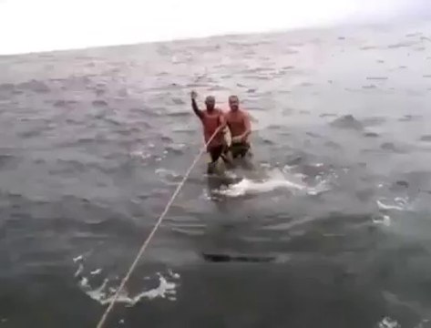 Deux hommes surfent sur le dos d'un requin baleine