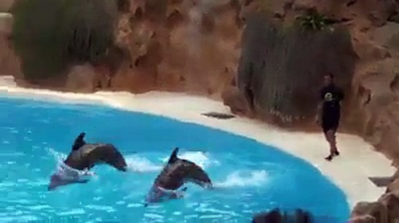 Dolphin fun