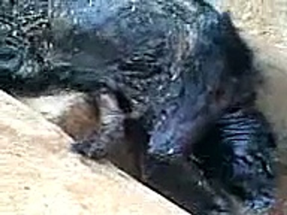 Luisón u Hombre lobo en Yuty.3gp