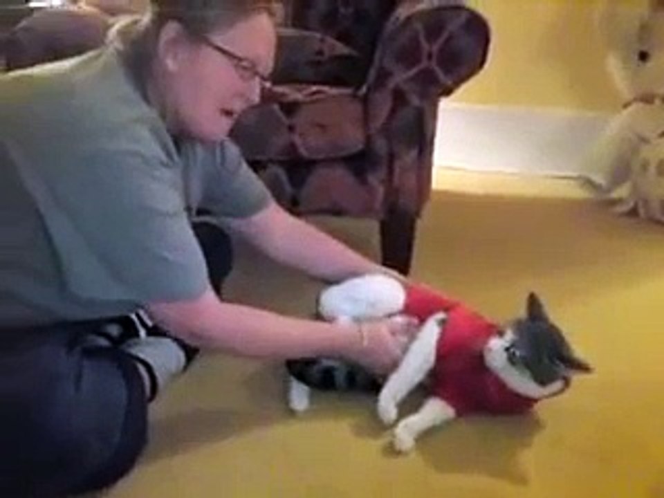 Cat in sweater falls over