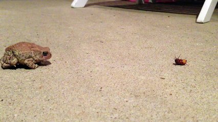 Frog Eating Bug HD
