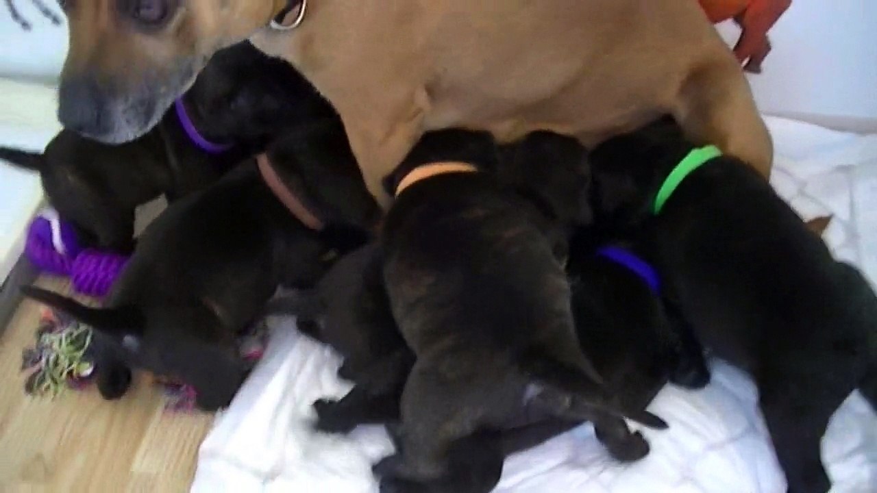 43ème vidéo La tétée des chiots staffie de la 20ème portée de Staffordland