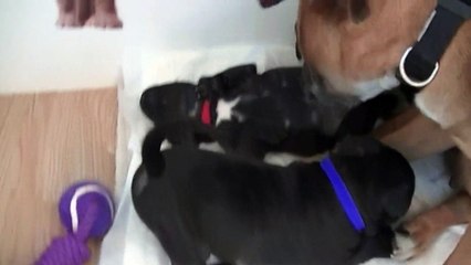 44ème vidéo Chiot n°2 Femelle de la 20ème portée de Staffordland