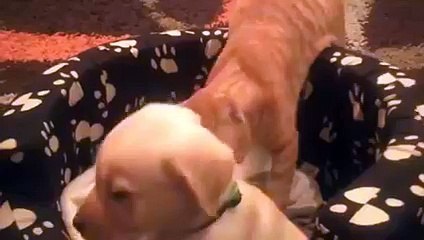 Yavru köpeği temizleyen kedi