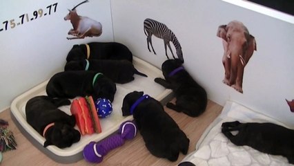45ème vidéo Les chiots staffie de la 20ème portée de Staffordland