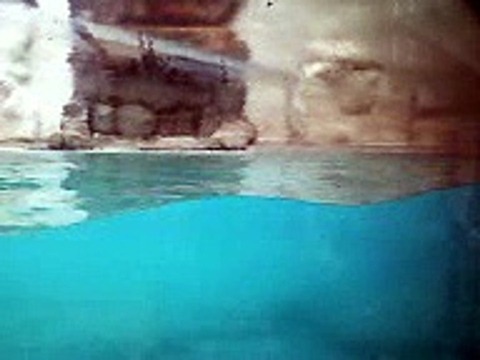 oso polar