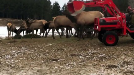 Elk Herd Bancroft