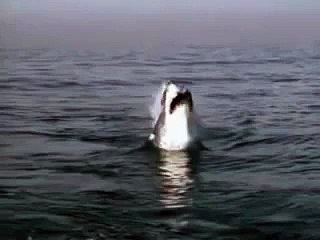 Super tubarão gigante voador
