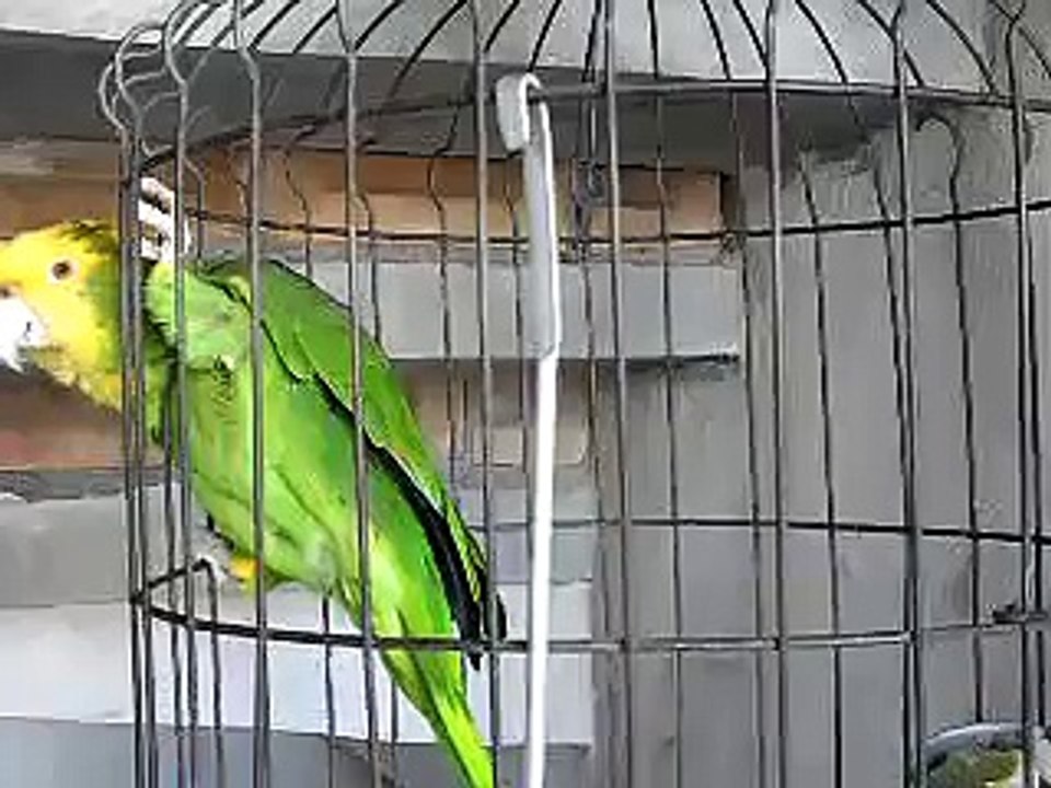 MI COTORRO GUSTAVO