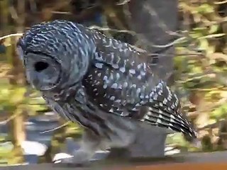 La chouette rayée et l'écureuil roux