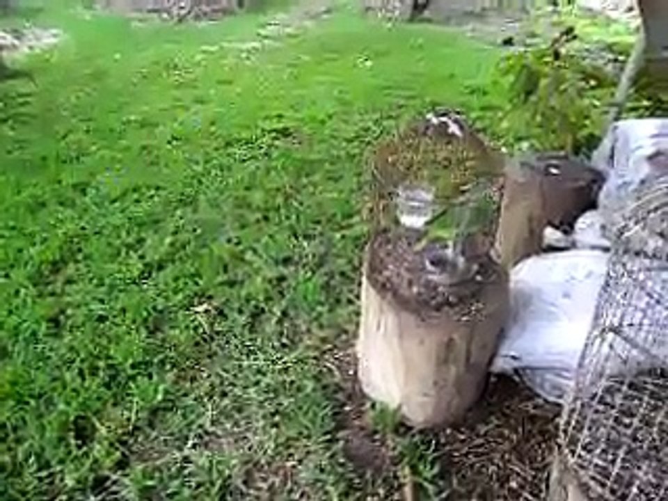 EL LORO HUASTECO MAS FEO.