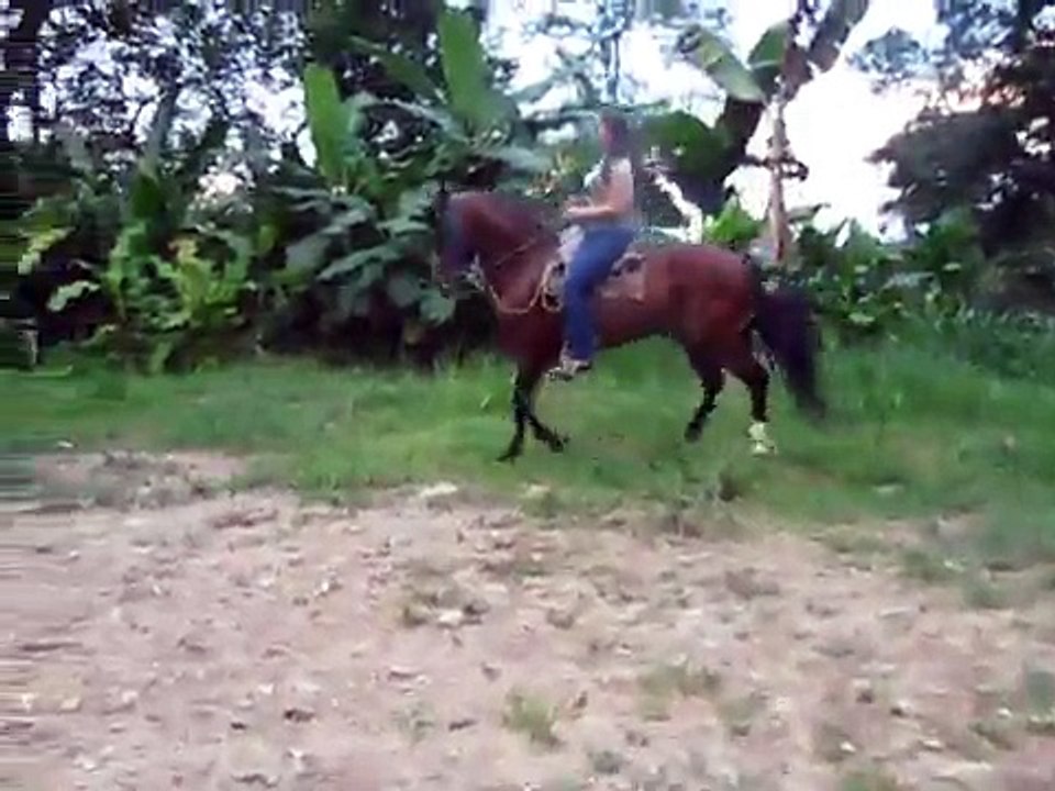 caballo de trote y galope en melgar tolima.
