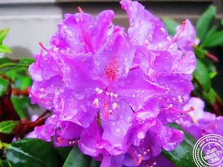 YA ALLAH YA RAHMAN 3 - Video Dailymotion