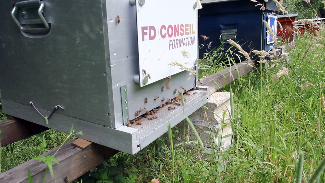 Ruche FDconseil 2015