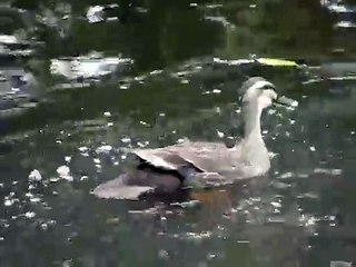 カルガモの子殺し（14MB）