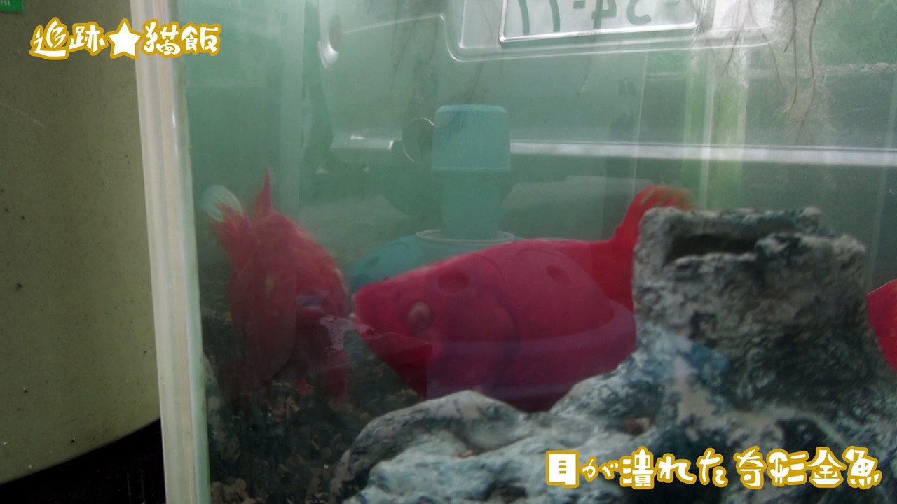 全盲金魚