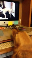 Dogs Barking Loud: Video Makes Your Dogs Go Nuts!