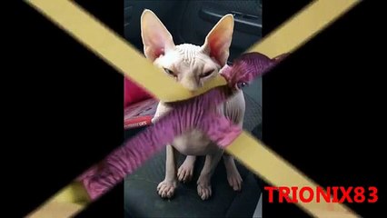 Animales Extraños: Gatos sin pelo