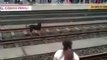 hero female dog rescued from rail