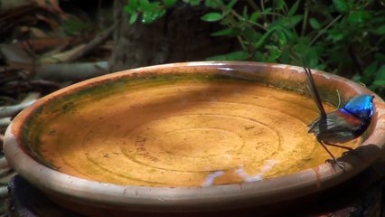 Variegated Fairy-wren takes a bath