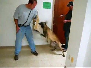 Little Rock K-9 Academy's - K9 Building Search