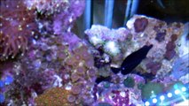 FISH - Hawaiian Black Tang, Potters Angel and Platinum Picassos